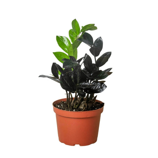 ZZ Raven 'Dowan' Indoor Plants Trendy Gardener Nursery Pot 6" Pot