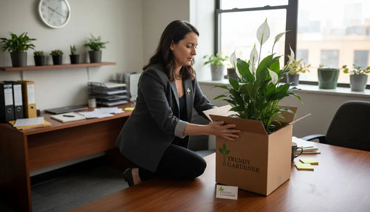 Gifted peace lily unpacked in busy office