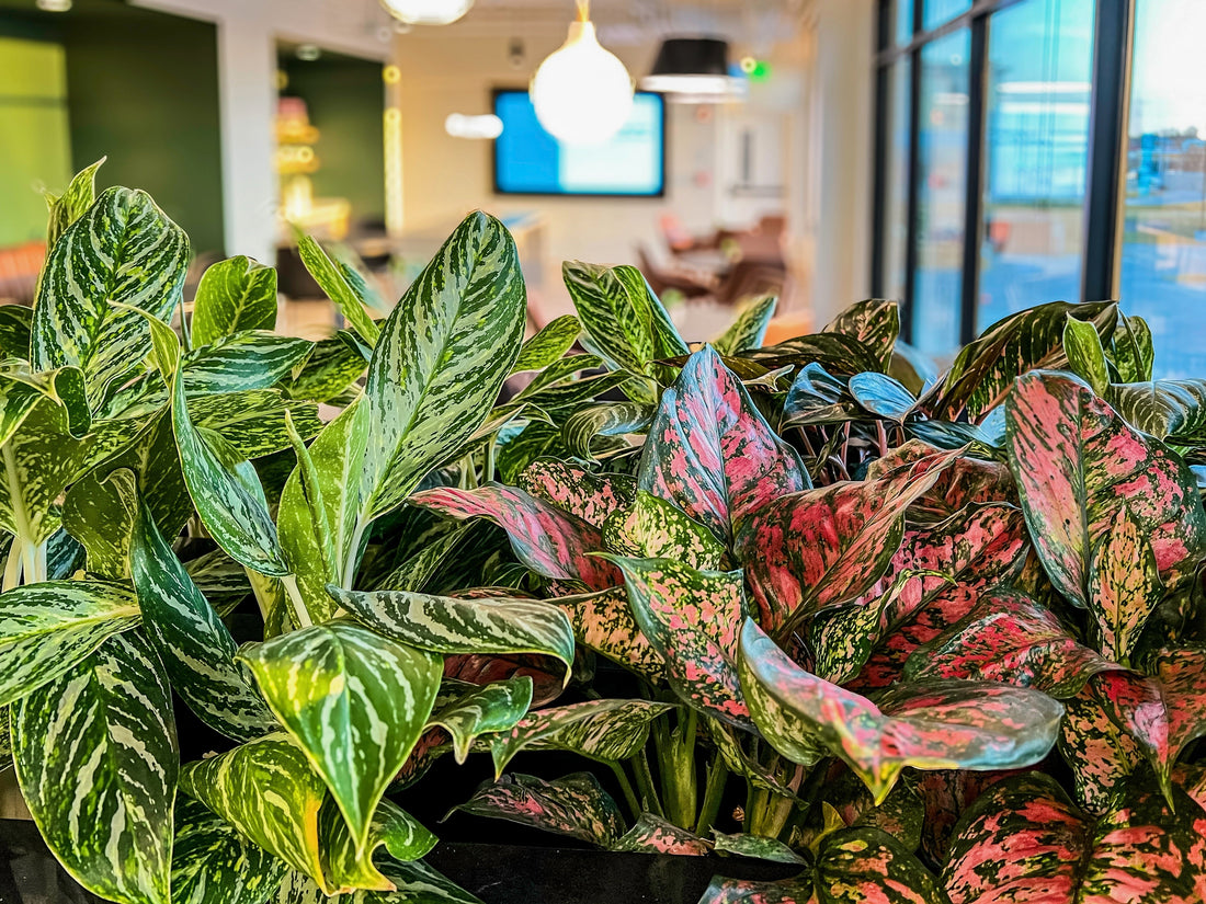 Mixed green and pink variegated rare aglaonema foliage in office lounge seating area, commercial office plant installation and corporate plantscaping in Clive, Iowa.