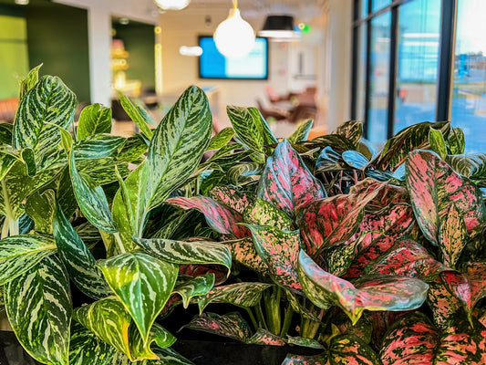 Mixed green and pink variegated rare aglaonema foliage in office lounge seating area, commercial office plant installation and corporate plantscaping in Clive, Iowa.