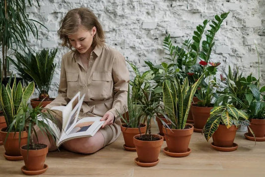 How Plant Gifting Can Enhance Your Indoor Environment in West Des Moines