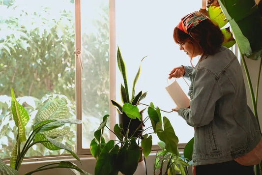 Indoor Plant Maintenance: How to Keep Your Plants Alive and Flourishing