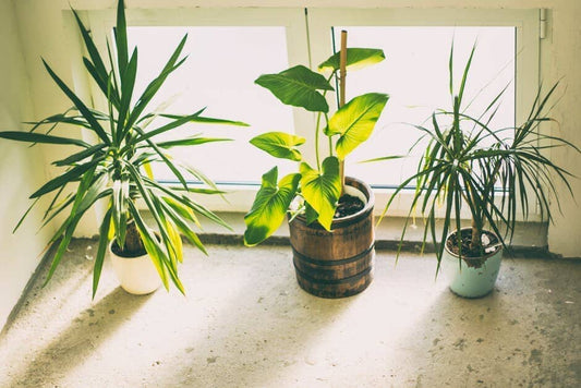 The Best Beginner Plants to Brighten Up Your Home Office