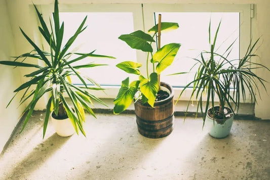 The Ultimate Guide to Decorating with Trendy Plants: Ideas and Inspirations