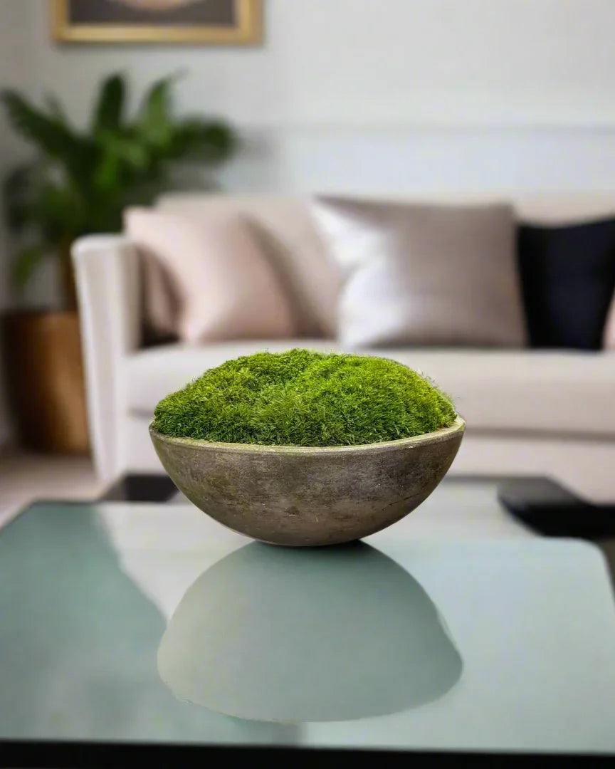Preserved moss in a round concrete bowl on a glass table in a modern home or office. Preserved moss decor. Preserved moss centerpiece. Trendy Gardener