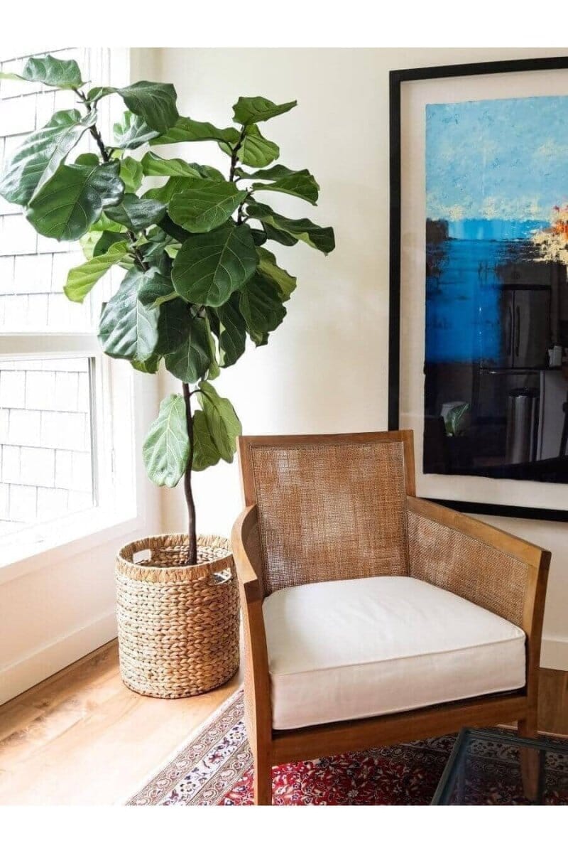 Air Purifying House Plants - Trendy Gardener