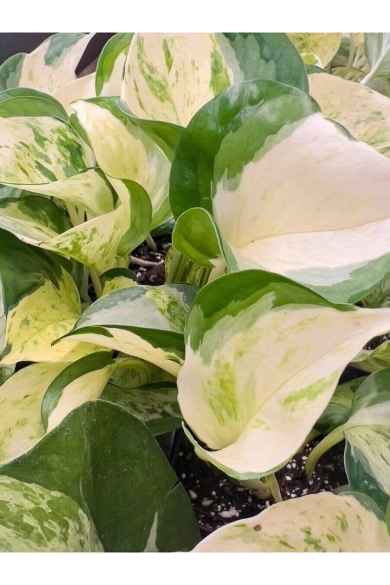 Trailing - Trendy Gardener