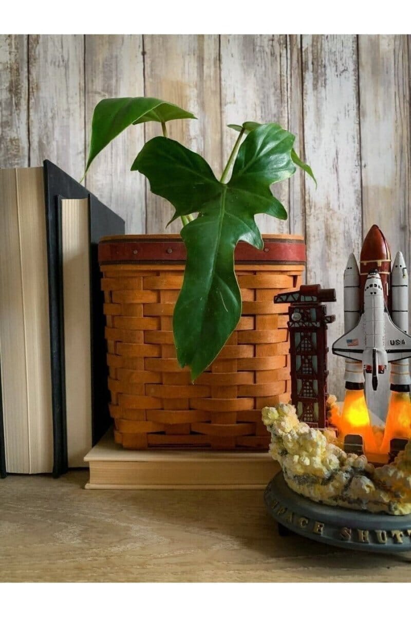 A Trendy & Rare Variegated Houseplant styled inside of a Longaberger basket on a shelf with reading books and NASA Rocketship lamp  - Trendy Gardener