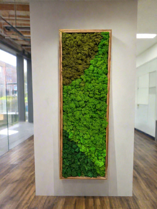 Preserved reindeer moss frame 12"x36" for residential plant design and moss wall decor.