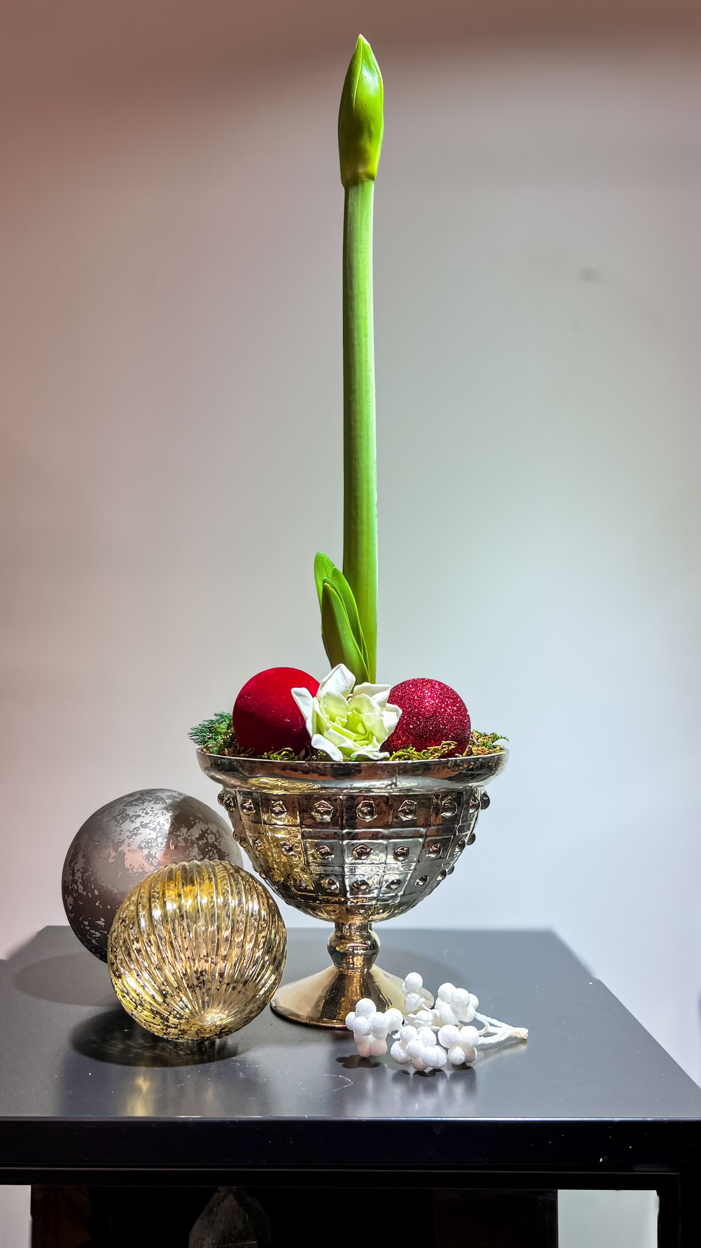 Amaryllis Bulb in Elegant Compote