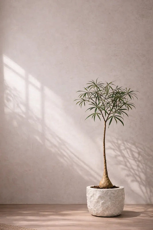 Tall indoor potted plant with slender trunk and narrow leaves in a textured white pot against a light wall