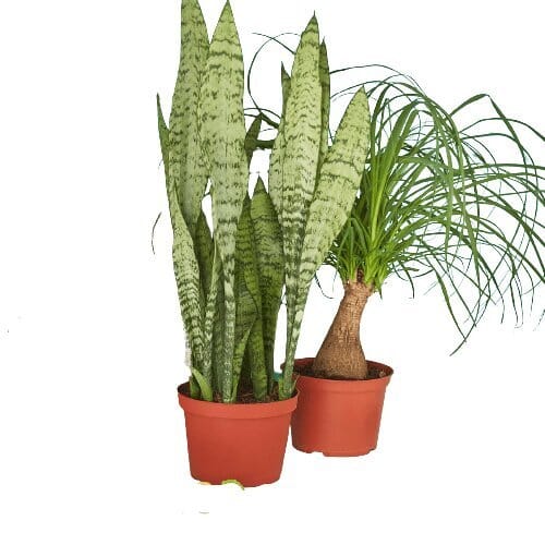 2 - 6" Indoor Plants Premium Subscription box-Indoor Plants-Trendy Gardener