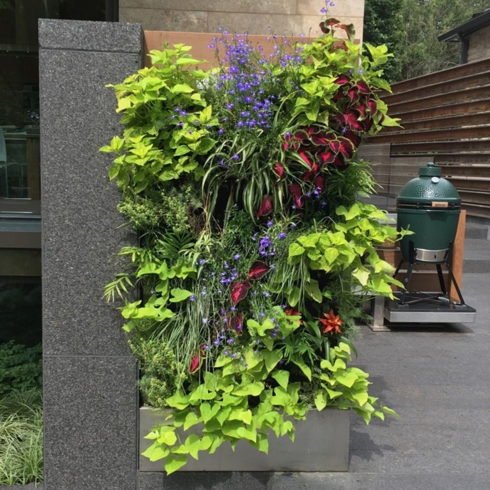 24 Pocket Wall-Mounted Living Wall System-Garden Supplies/Accessories-Trendy Gardener