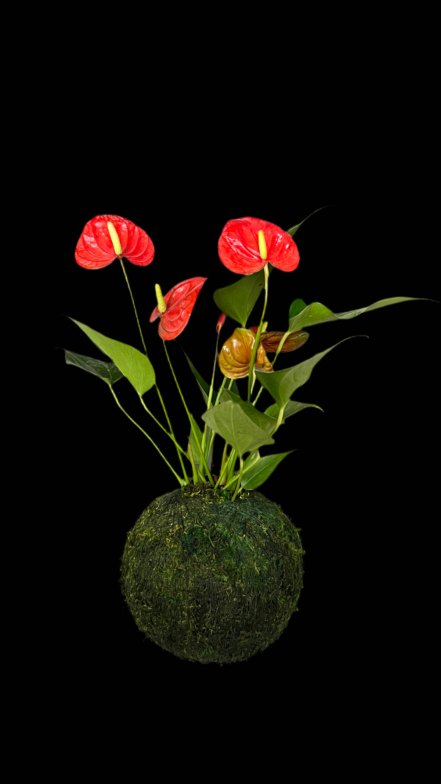 A vibrant anthurium hand wrapped in a Kodama Moss ball