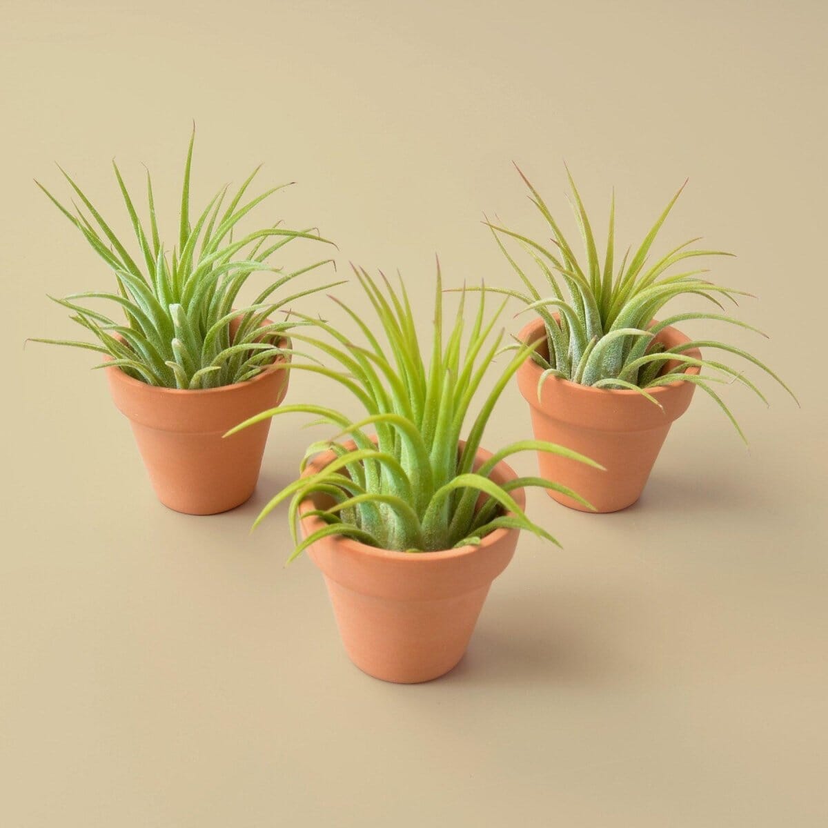 3 Ionantha Air Plants with Mini Terra Cotta Pots-Indoor Plants-Trendy Gardener