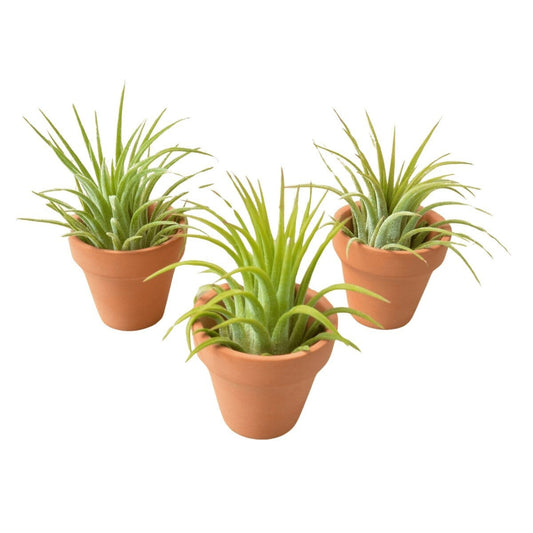 3 Ionantha Air Plants with Mini Terra Cotta Pots-Indoor Plants-Trendy Gardener