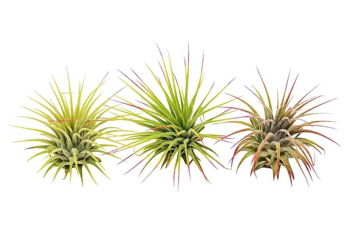 3 Ionantha Guatemala Air Plants / FREE Care Guide / Blooms-Indoor Plants-Trendy Gardener