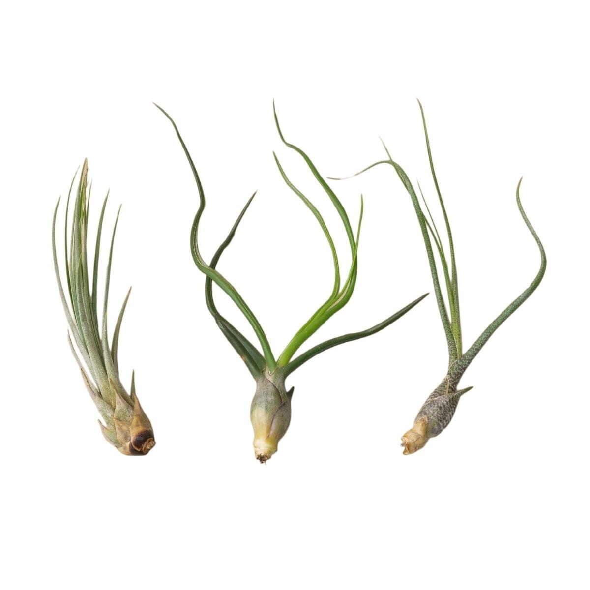 3 Large Tillandsia Air Plant Variety Pack-Indoor Plants-Trendy Gardener