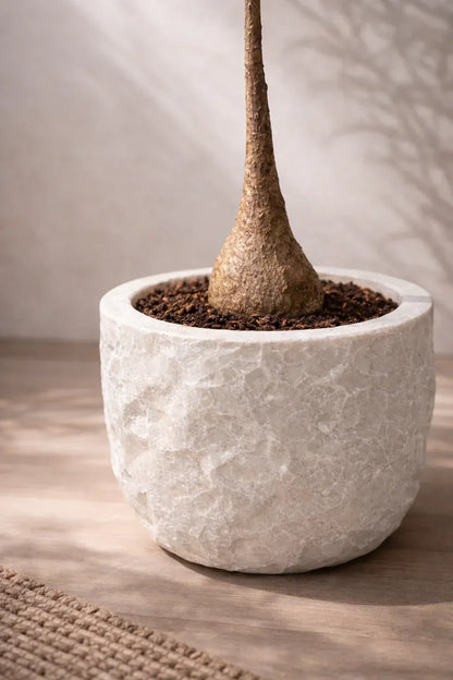 Potted plant with textured bulbous base in a white stone planter on a wooden surface