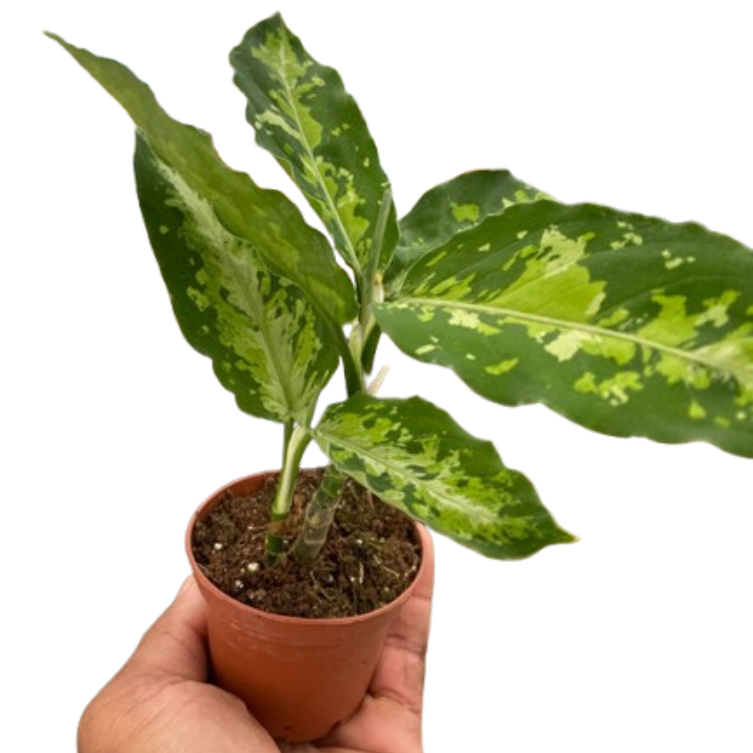 Aglaonema pictum - Chinese Evergreen