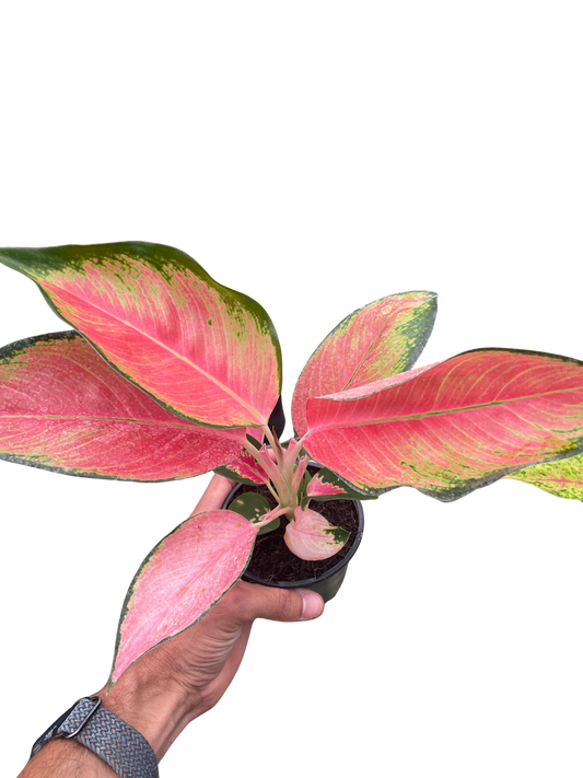 Aglaonema Pink Pearl - Chinese Evergreen