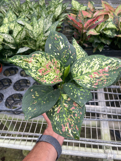 A low maintenance, low light tolerant, pink and green variegated chinese evergreen in a nursery pot.
