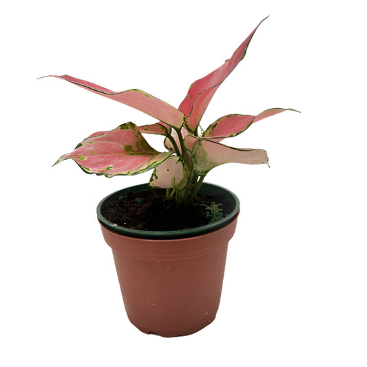 A beautiful Chinese Evergreen China Red in a 4" nursery pot in an urban city blogger's appartment. 