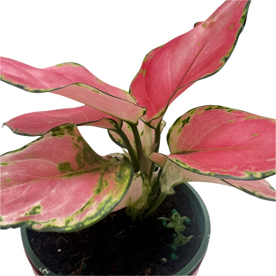 Aglaonema Chinese Evergreen China Red, a hearty, low maintenance houseplant that thrives in offices and homes.