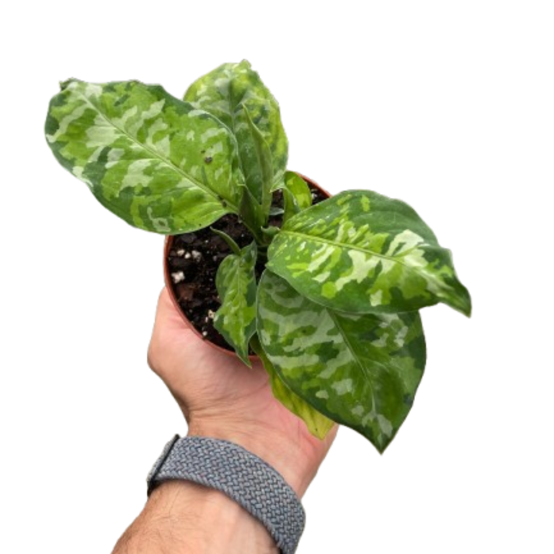 Aglaonema pictum - Chinese Evergreen
