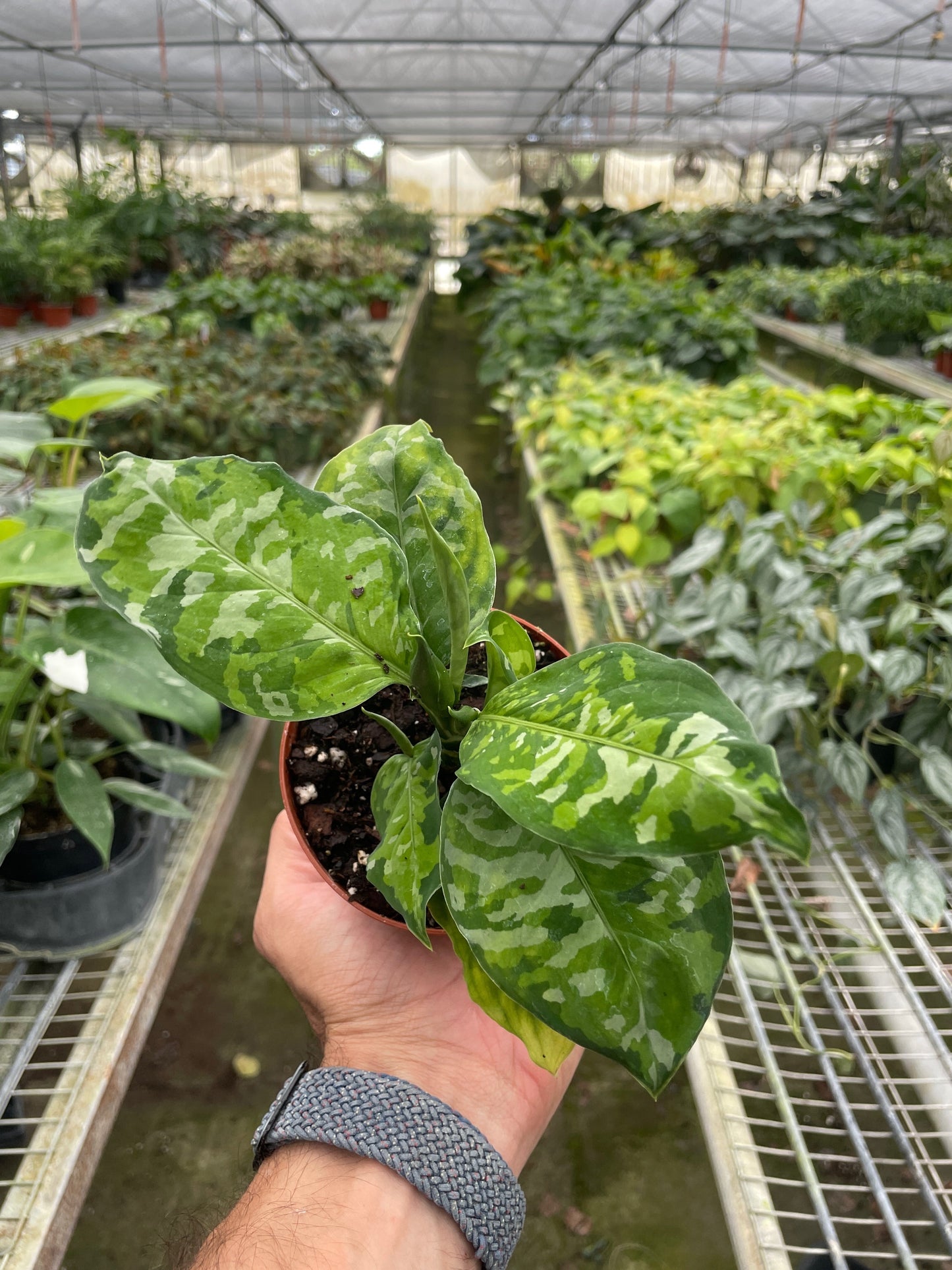 Aglaonema pictum - Chinese Evergreen