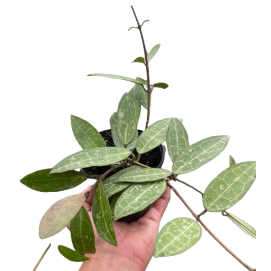 Hoya eliptica