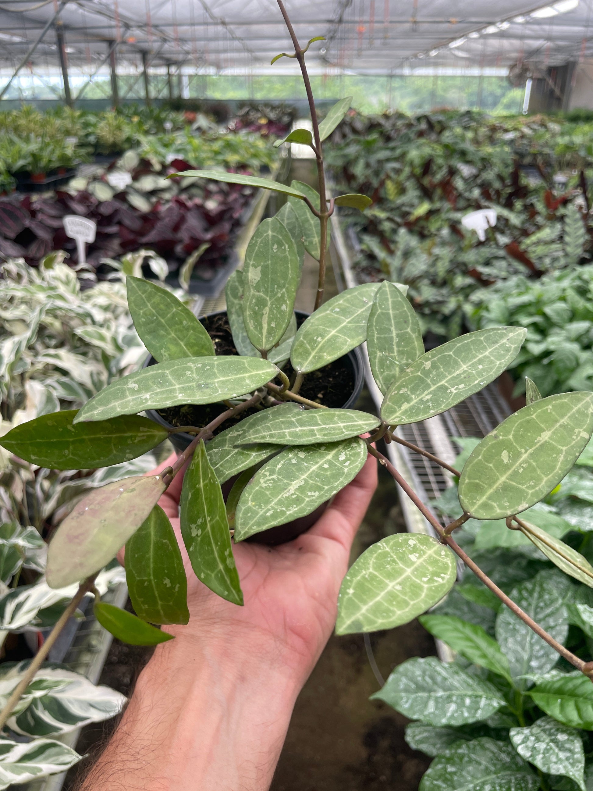 A hoya elliptica in a local nursery cascading down with long trailing vines.