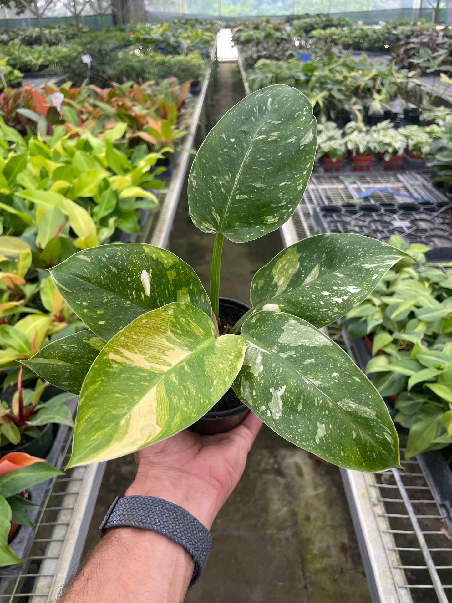 Philodendron Congo 'Nuclear': A Bold Statement for Any Space