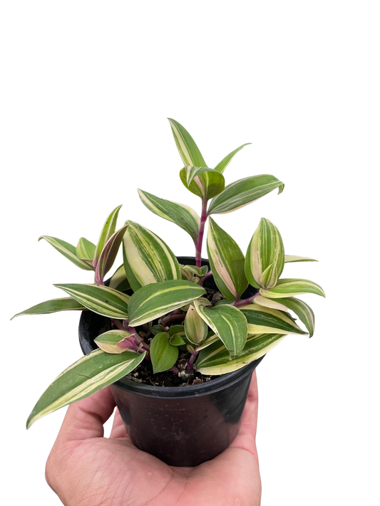 Tradescantia Tricolor