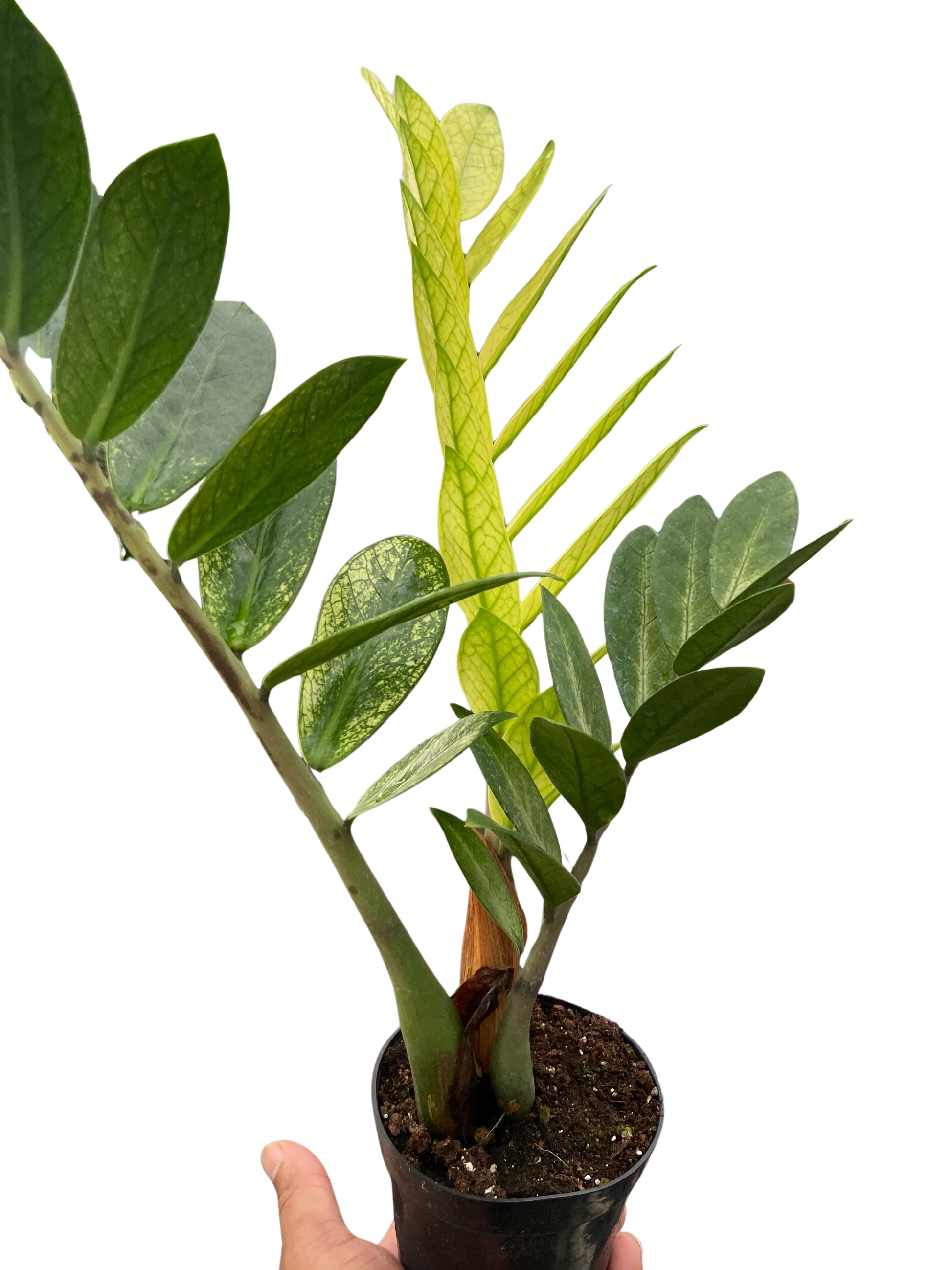 Close-up of the ZZ Chameleon's glossy, variegated green leaves showcasing its unique gradient of light to deep emerald hues.