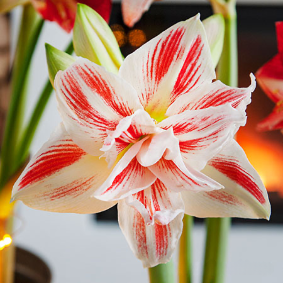 Quartet of pink-striped amaryllis blossoms in a radiant display, adding a touch of elegance and charm to any space.