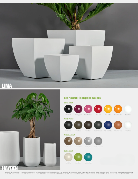 Tropical Interior Plantscape Subscription | Plant Rental Packages
