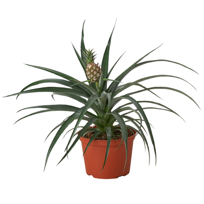 Pineapple Plant - Bromeliad 'Yellow Pineapple' - 6" Pot
