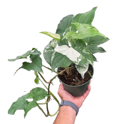 Syngonium Mojito 'Albo'