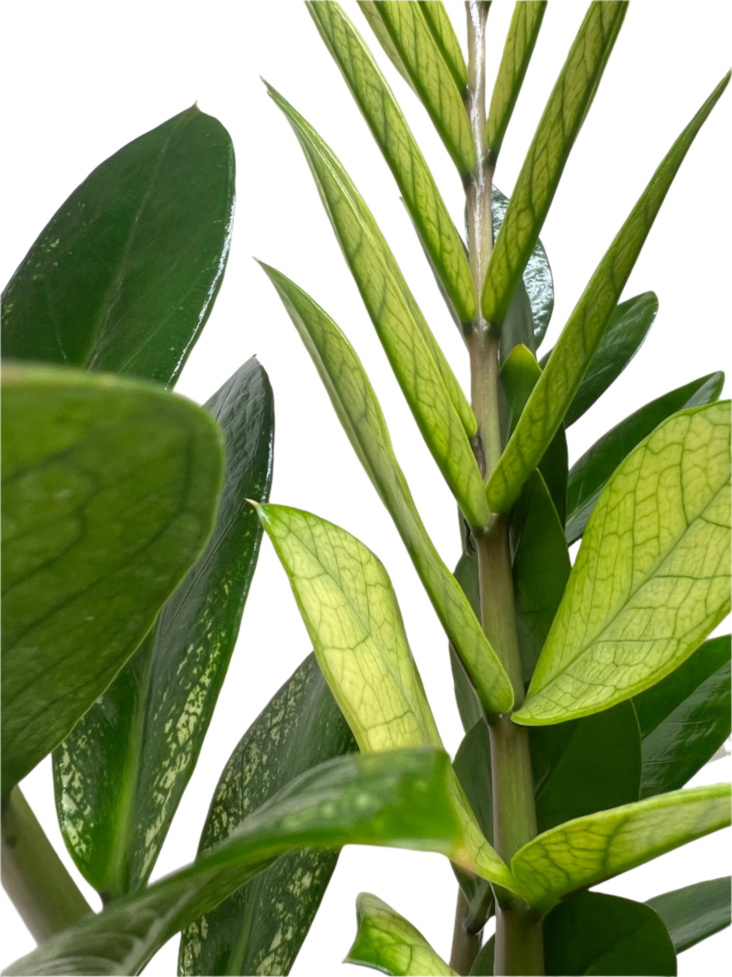 ZZ Chameleon in a modern ceramic planter, adding vibrant greenery and low-maintenance charm to an indoor office desk.

