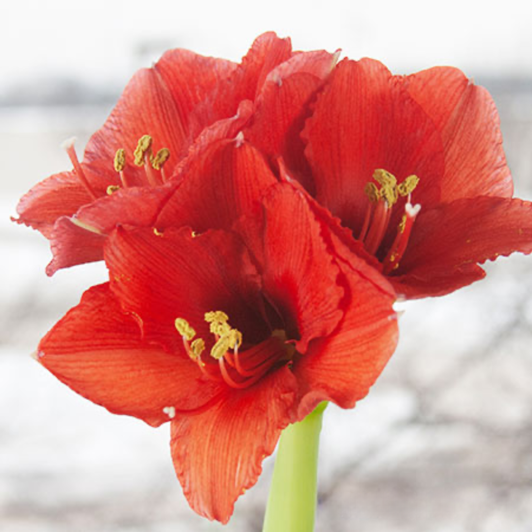 Amaryllis Bulb in Elegant Compote