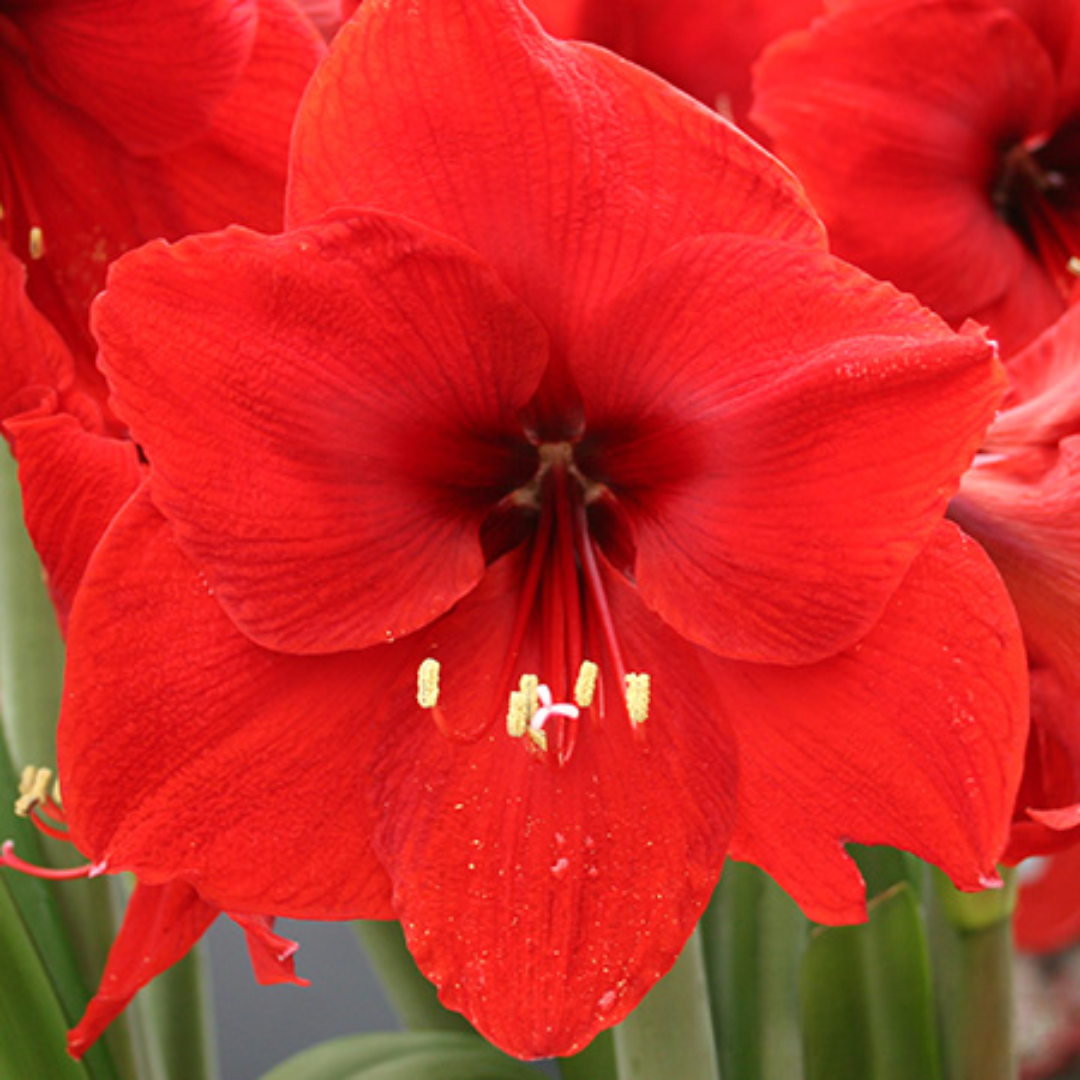 Amaryllis Bulb in Elegant Compote