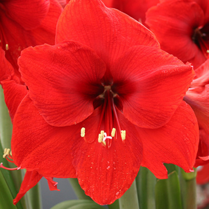 Amaryllis Bulb in Elegant Compote