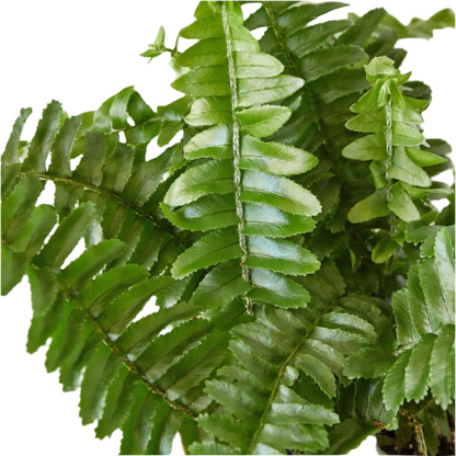 Jester's Crown Fern