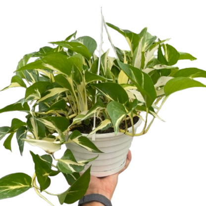 Mutant Manjula Pothos