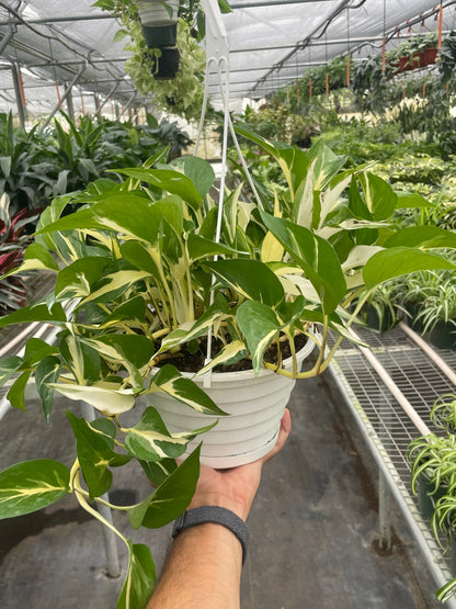 Mutant Manjula Pothos