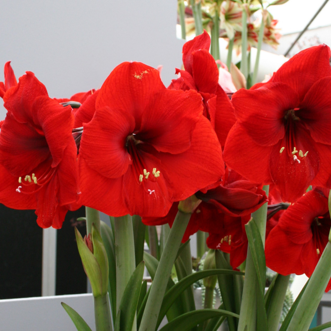 Four blooming amaryllis stems in a fiery orange hue, providing a vivid, eye-catching centerpiece for holiday or seasonal decor.