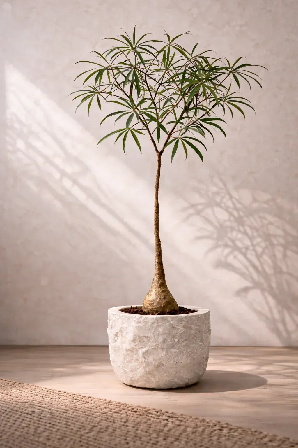 Indoor plant with slender trunk and narrow green leaves in a textured white pot on a light floor