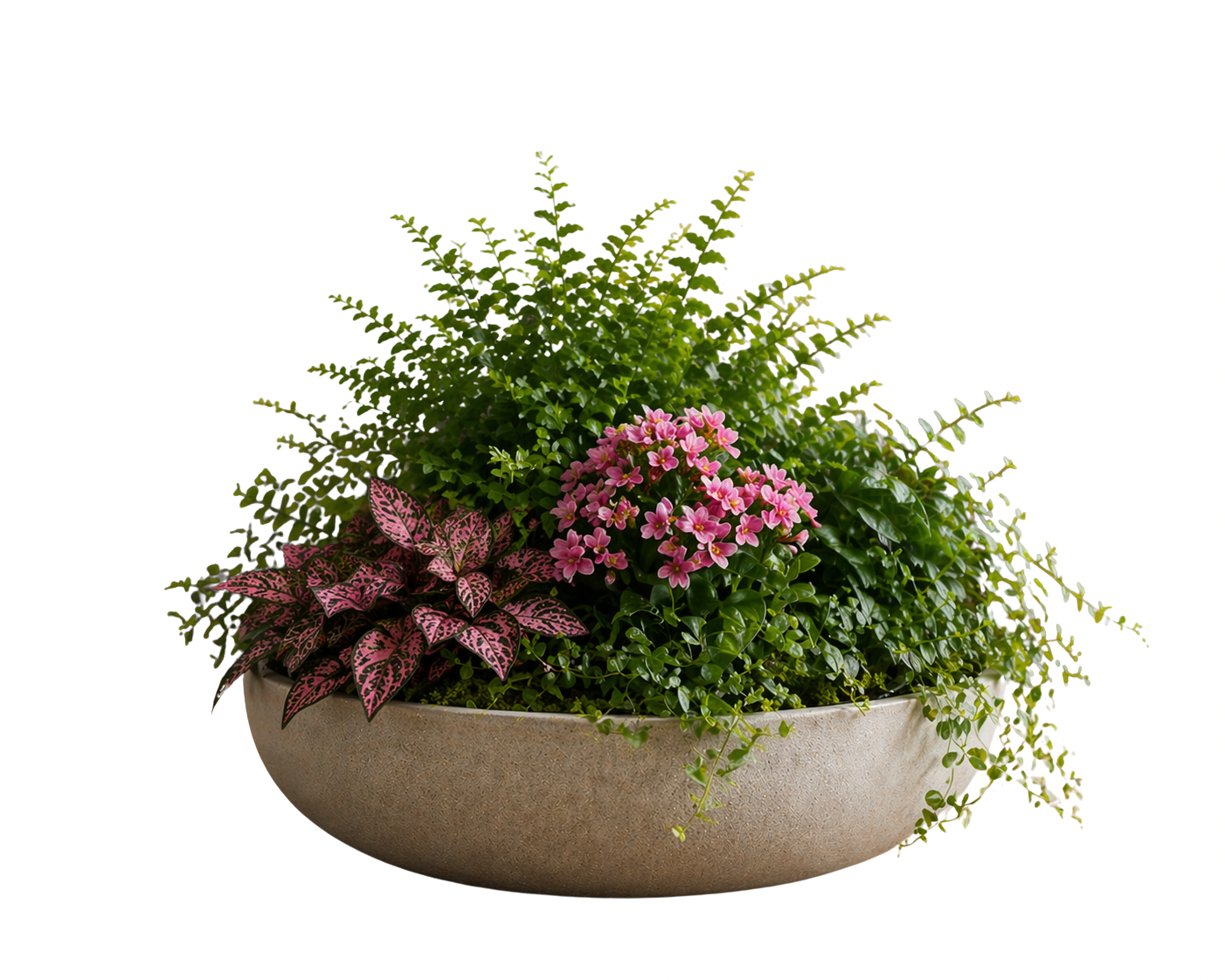Blush botanical centerpiece with pink fittonia, flowering indoor plant, fern, glossy green foliage, trailing vines, moss, and textured stone bowl.