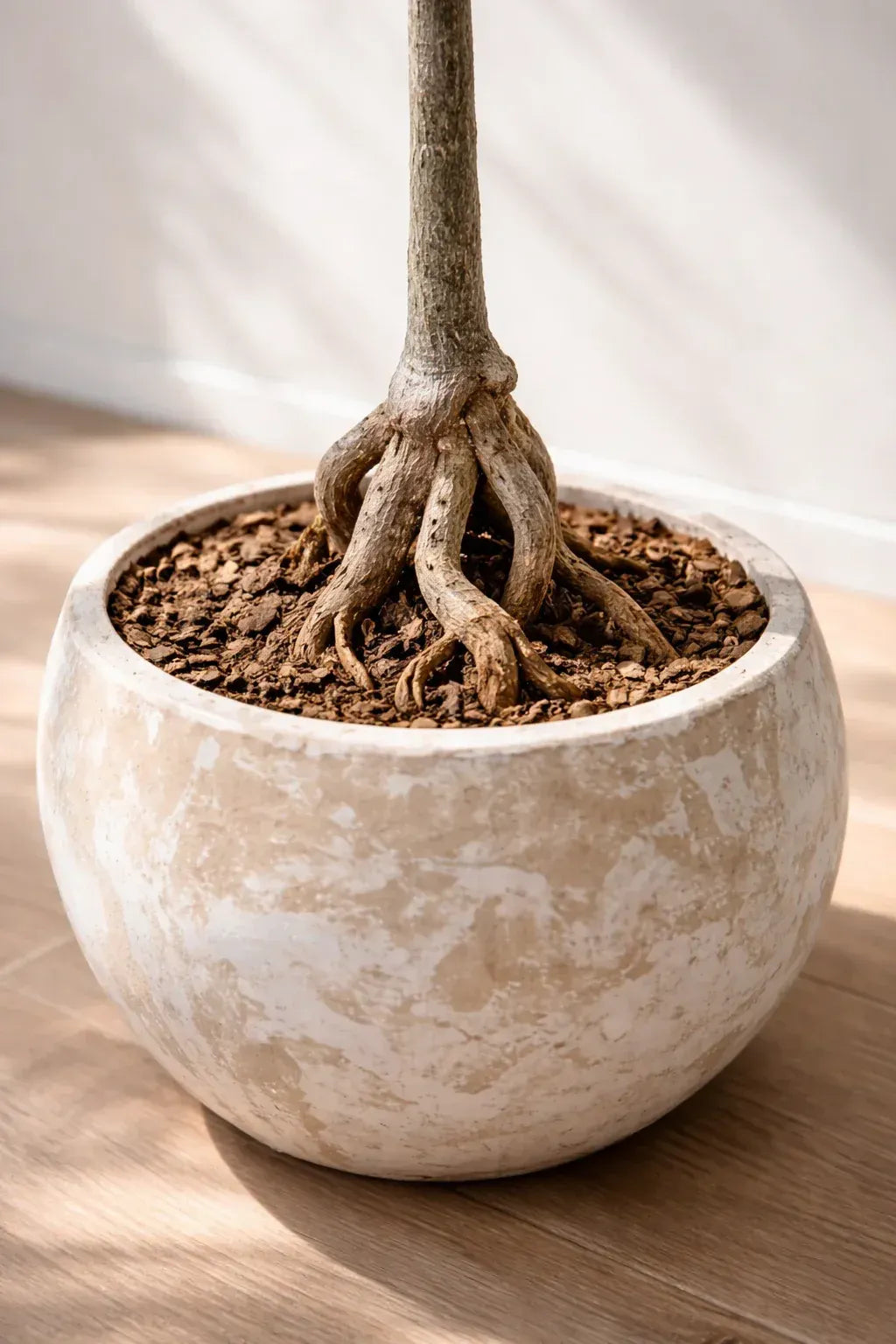 Bottle tree with exposed roots in a terracotta bowl up close
